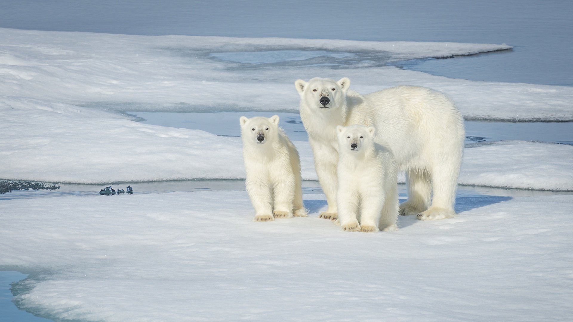 Обитатели полюсов. Северный полюс Арктика и Антарктика. Белый медведь Северный полюс. Полярные медведи Северный полюс. Белые медведи в Антарктиде.